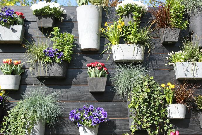 green and purple flower plants